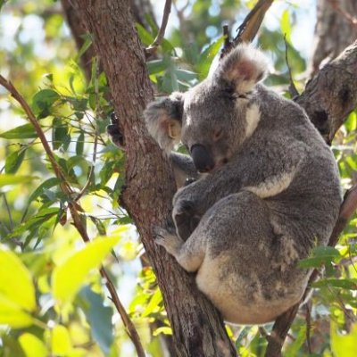 a koala sleeps in the fork of a tree surrounded by bright green leaves